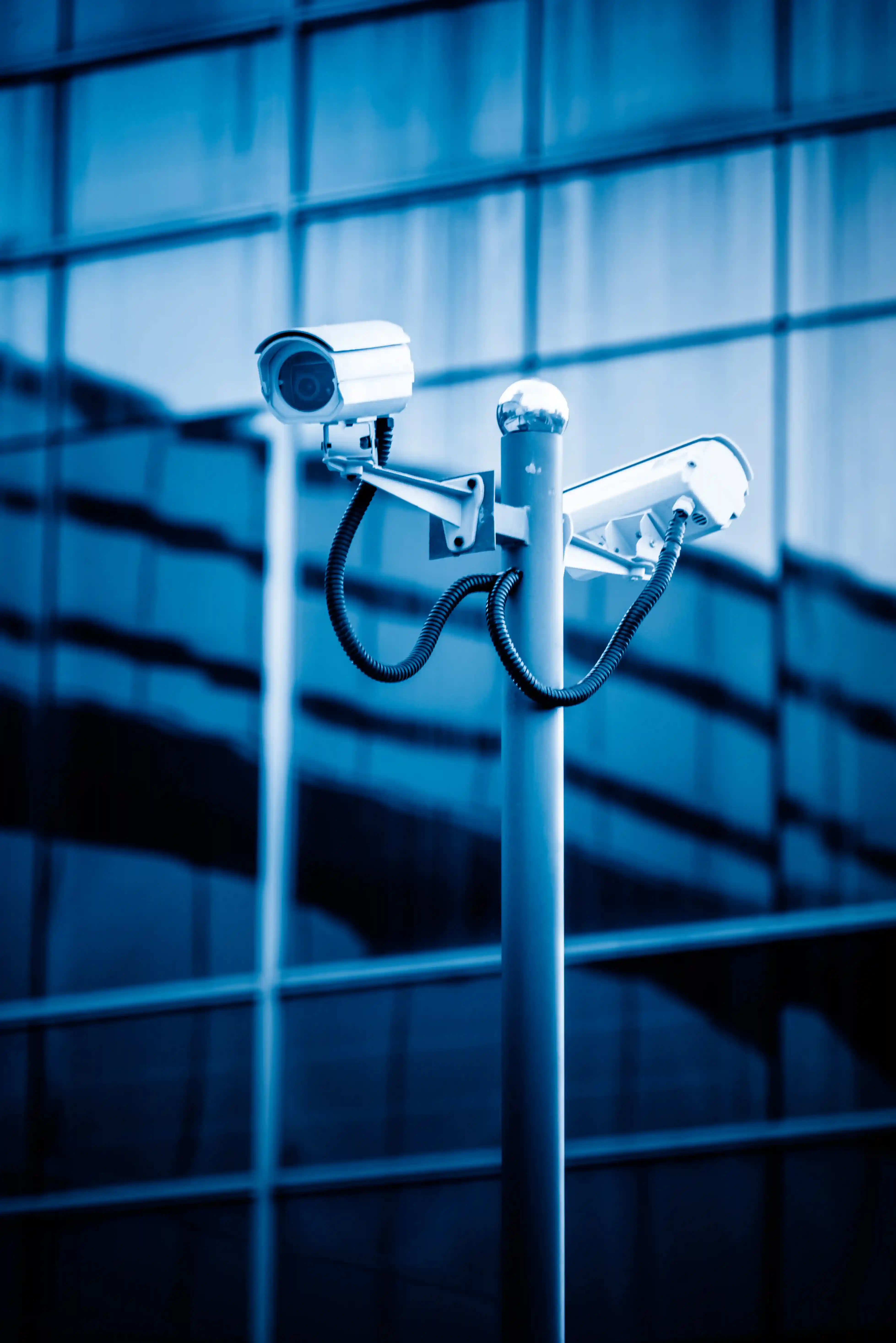 Blooming Perspectives feature image 2